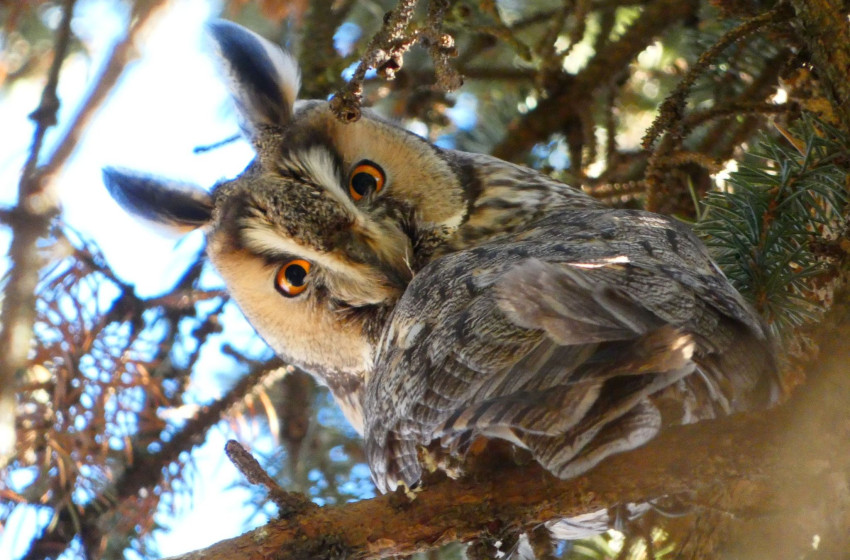 Fülelj! Bagolylesre fel!